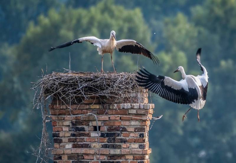 Professional Chimney Animal Removal Services in Ann Arbor, Michigan
