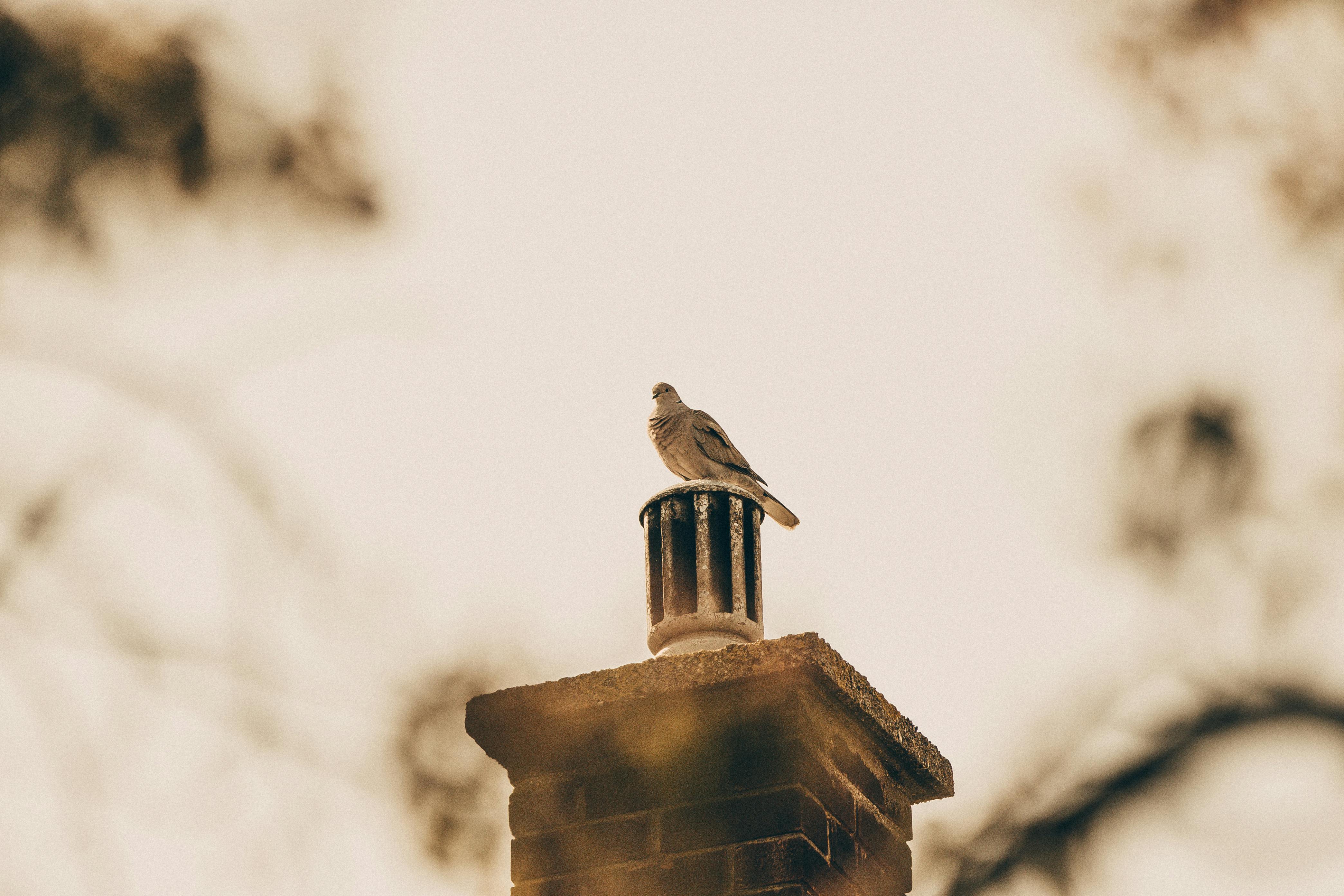 Expert Chimney Cap Installation in Ann Arbor, Michigan